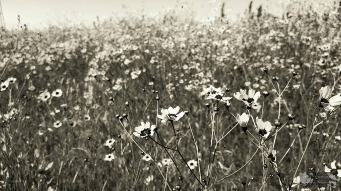 13394153_149428578806717_3934247523368487272_n